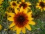 Black-Eyed Susan 'Autumn Colors' 