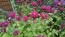 Bee Balm 'Raspberry Wine' Seeds (Certified Organic)