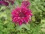 Bee Balm 'Raspberry Wine' Seeds (Certified Organic)