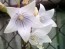 Balloon Flower 'Fairy Snow'