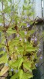 Virginia Skullcap AKA Mad-Dog Skullcap