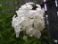 Garden Phlox Mix Seeds (Certified Organic)