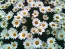 Shasta Daisy