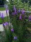 Purple Blazing Star AKA Liatris 