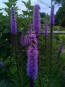 Purple Blazing Star AKA Liatris 