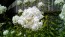 Garden Phlox Mix Seeds (Certified Organic)