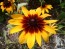 Black-Eyed Susan 'Autumn Colors' 