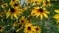 Black-Eyed Susan 'Autumn Colors' 