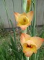 Gladiolus 'Boone F2' 
