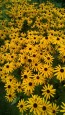 Black-Eyed Susan