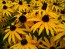 Black-Eyed Susan