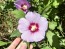 Purple Rose of Sharon