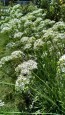 Garlic Chives