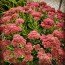 Showy Stonecrop, Pink Shades Mix Seeds (Certified Organic)