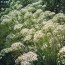 Herb 'Garlic Chives' Plant