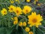 Prairie Sunflower AKA Maximillian Sunflower