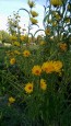 Prairie Sunflower AKA Maximillian Sunflower