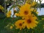 Prairie Sunflower AKA Maximillian Sunflower