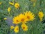 Prairie Sunflower AKA Maximillian Sunflower