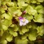 Ivy-Leaved Toadflax Seeds (Certified Organic)