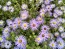 Purple Aster 