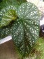 Angel Wing Begonia (Live Plant)