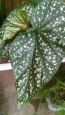 Angel Wing Begonia (Live Plant)