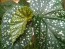 Angel Wing Begonia (Live Plant)