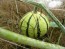 The Ultimate Gourd Seed Mix