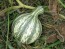 Cushaw Pumpkin 'Green Striped Cushaw'