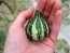 The Ultimate Gourd Seed Mix