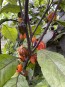 Hot Pepper 'Purple Reaper' Seeds (Certified Organic)