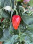 Hot Pepper 'Mattapeno' Seeds (Certified Organic)