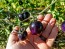 Tomato 'Indigo Rose'