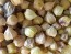 Ground Cherry 'Pineapple' 