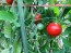 Tomato 'Remy Rouge' Plant (4" Pot, single)