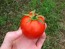 Tomato 'Manitoba'