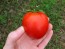 Tomato 'Manitoba'