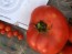 Tomato 'Oregon Spring'