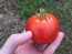 Tomato 'New Yorker' Seeds (Certified Organic)