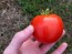 Tomato 'New Yorker' 