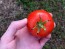 Tomato 'New Yorker' Seeds (Certified Organic)