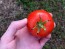 Tomato 'New Yorker' 