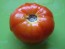 Tomato 'Peron Sprayless' 