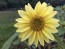 Sunflower 'Lemon Queen' 