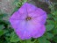 Petunia ‘Pink, Purple and Magenta Trailing Mix’