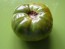 Tomato 'Absinthe' Seeds (Certified Organic)