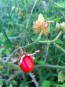 Litchi Tomato AKA Morelle de Balbis 