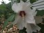 White/Red Rose of Sharon Seeds (Certified Organic)