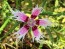 Sweet William 'Spooky Mixed' 